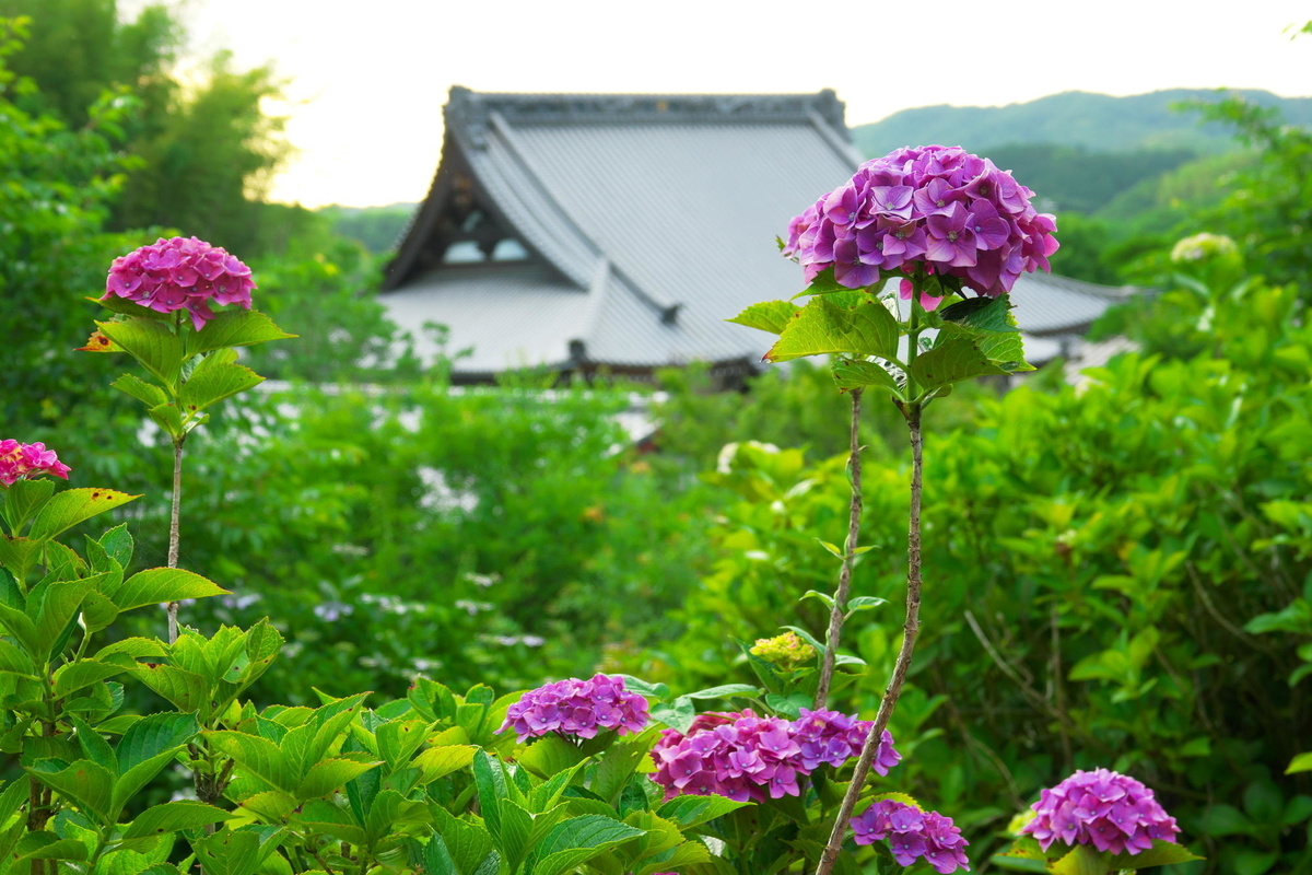 f:id:gan_jiro:20190613180420j:plain