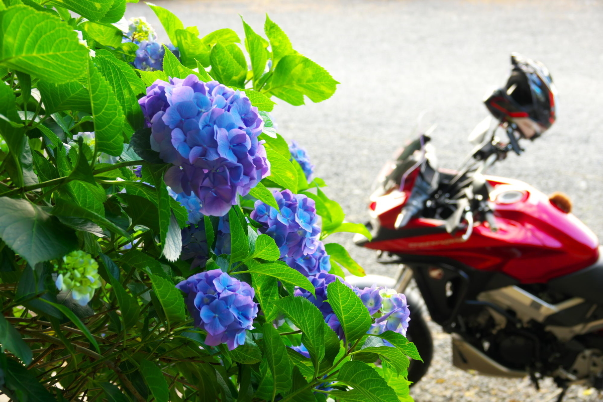 f:id:gan_jiro:20190613180732j:plain