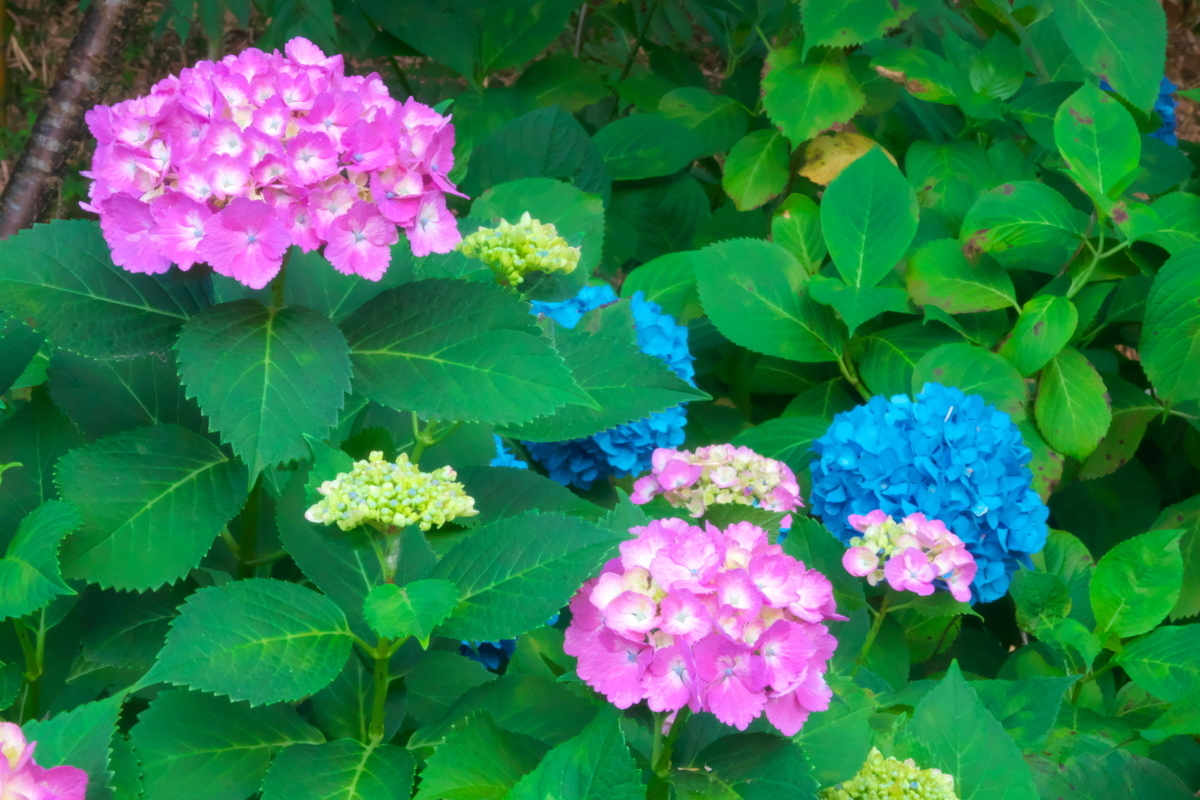 f:id:gan_jiro:20190613181430j:plain