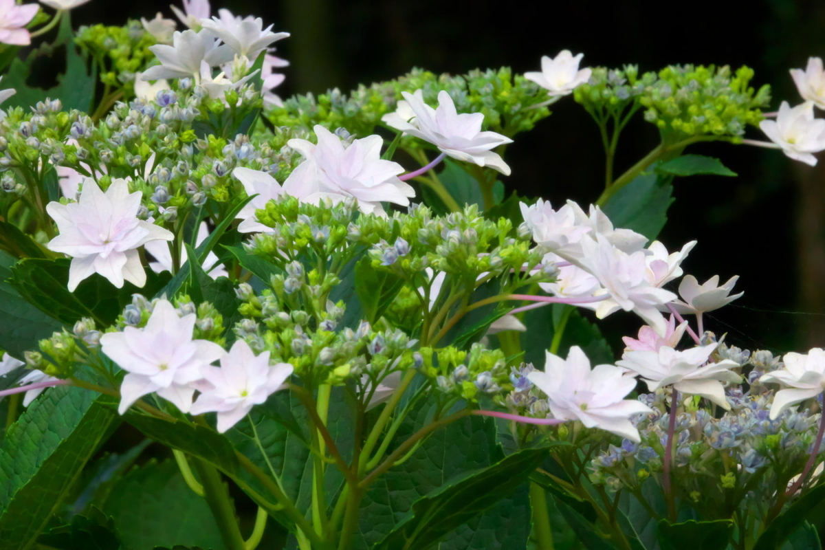 f:id:gan_jiro:20190613181733j:plain