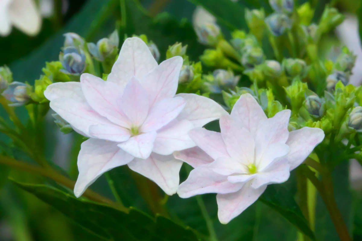 f:id:gan_jiro:20190613181757j:plain