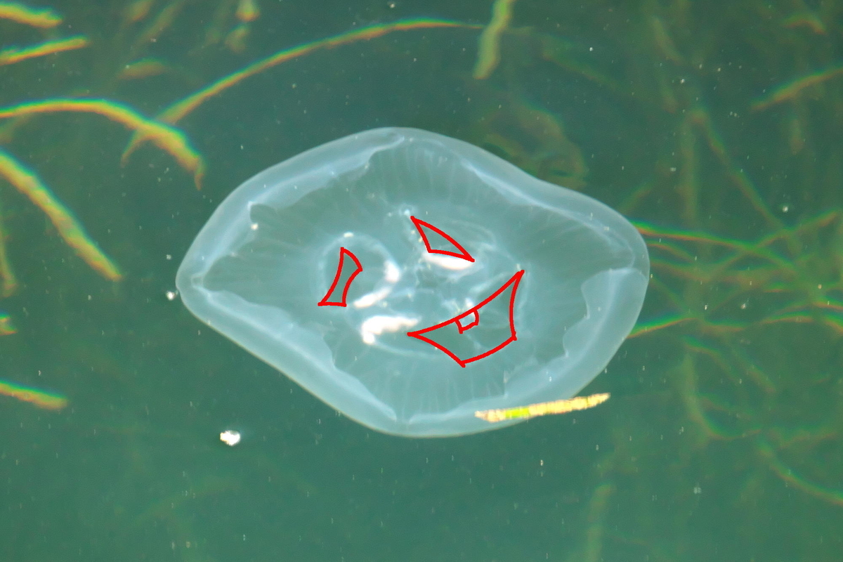 f:id:gan_jiro:20190625100710j:plain f:id:gan_jiro:20190625100710j:plain