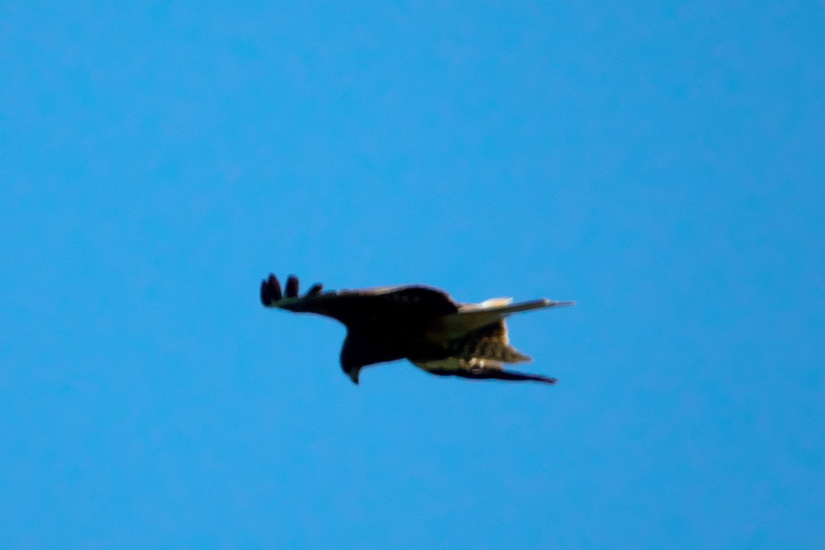 f:id:gan_jiro:20190625112502j:plain f:id:gan_jiro:20190625112502j:plain