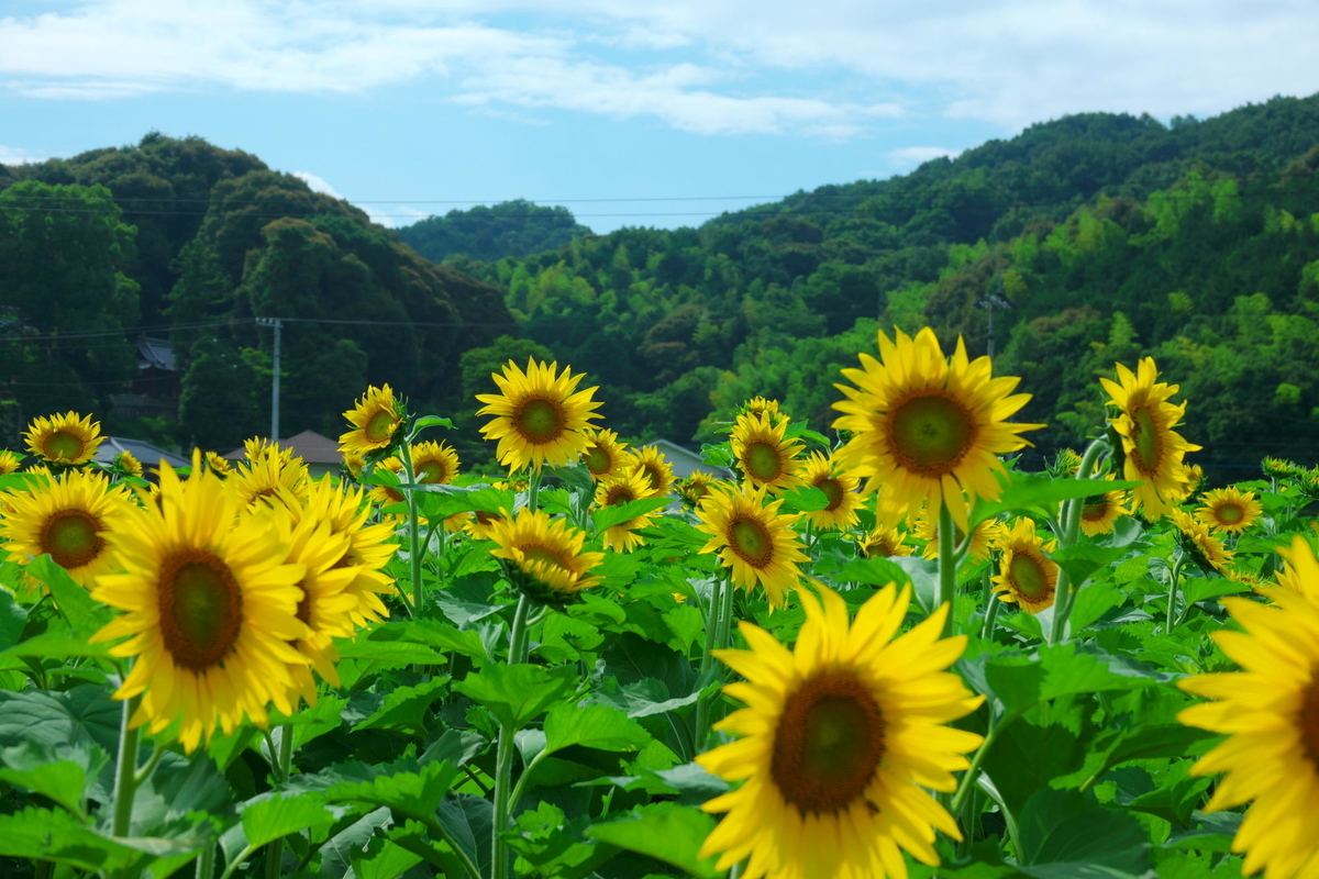 f:id:gan_jiro:20190706153305j:plain