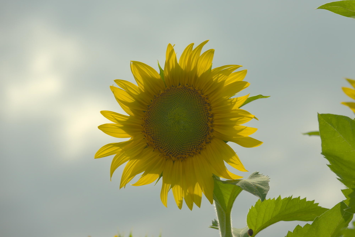 f:id:gan_jiro:20190706153336j:plain