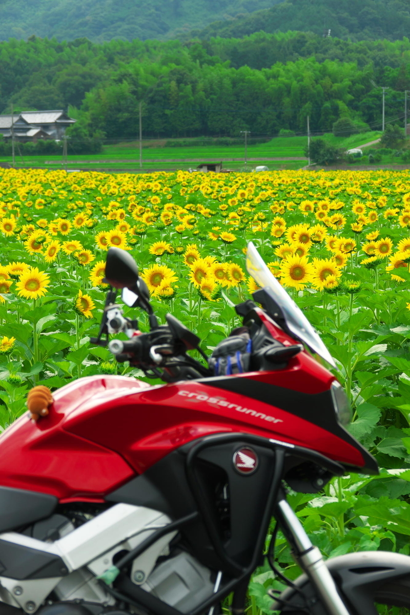 f:id:gan_jiro:20190706155456j:plain