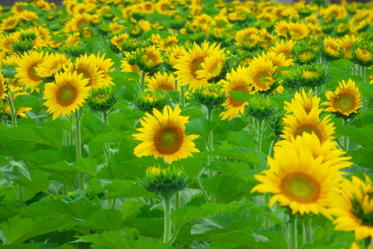 f:id:gan_jiro:20190706155535j:plain