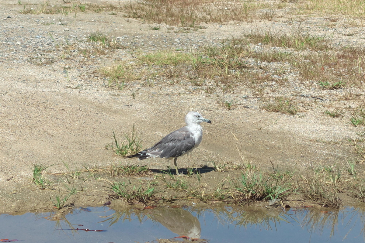 f:id:gan_jiro:20190923131947j:plain f:id:gan_jiro:20190923131947j:plain