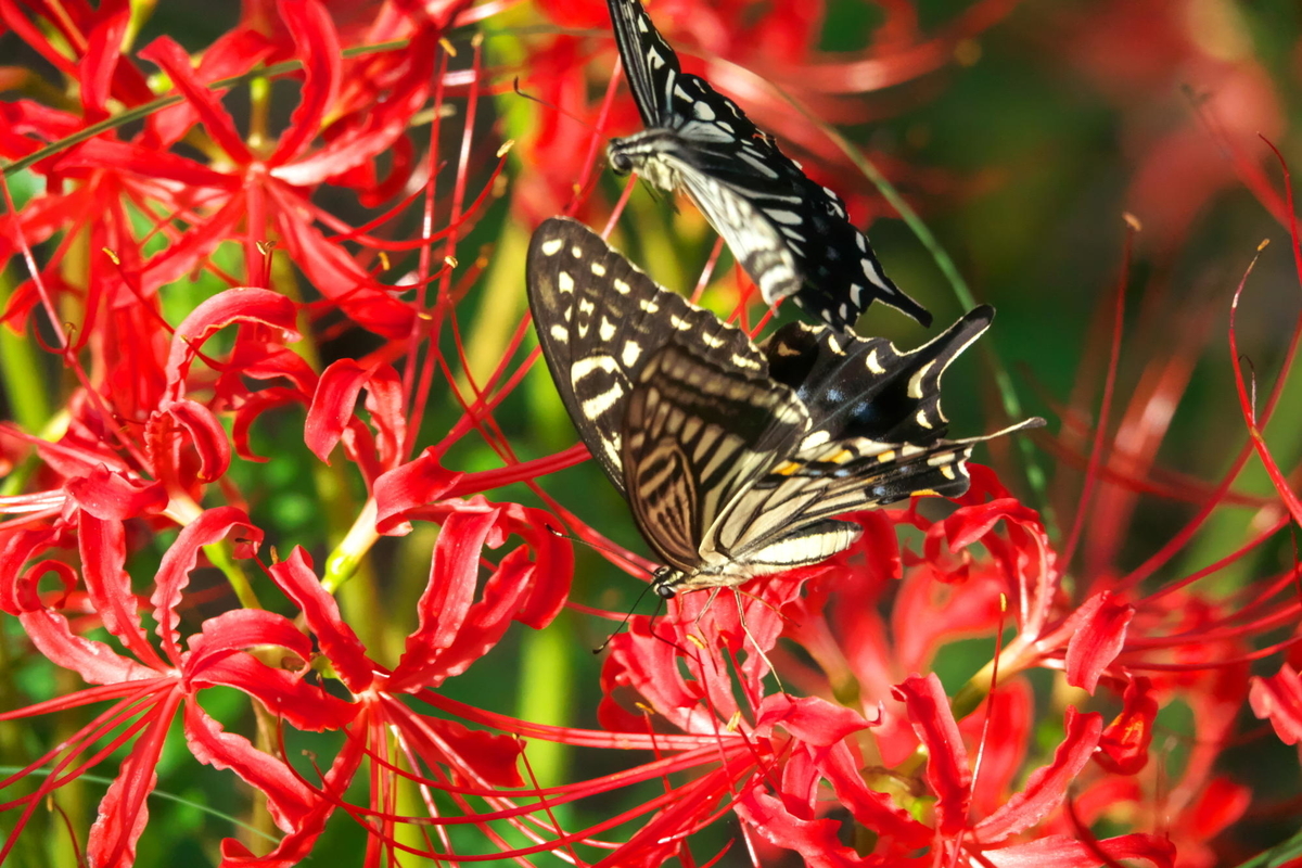 f:id:gan_jiro:20190923152856j:plain f:id:gan_jiro:20190923152856j:plain