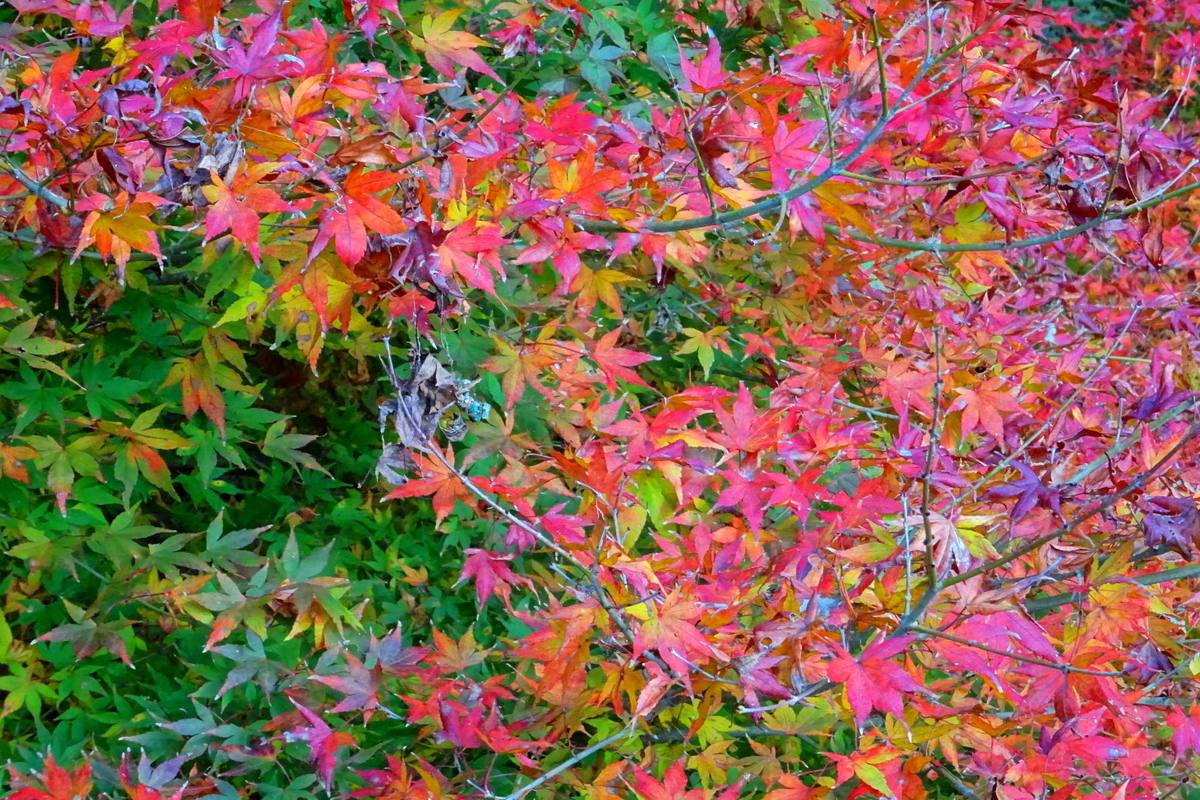 f:id:gan_jiro:20191201114943j:plain f:id:gan_jiro:20191201114943j:plain