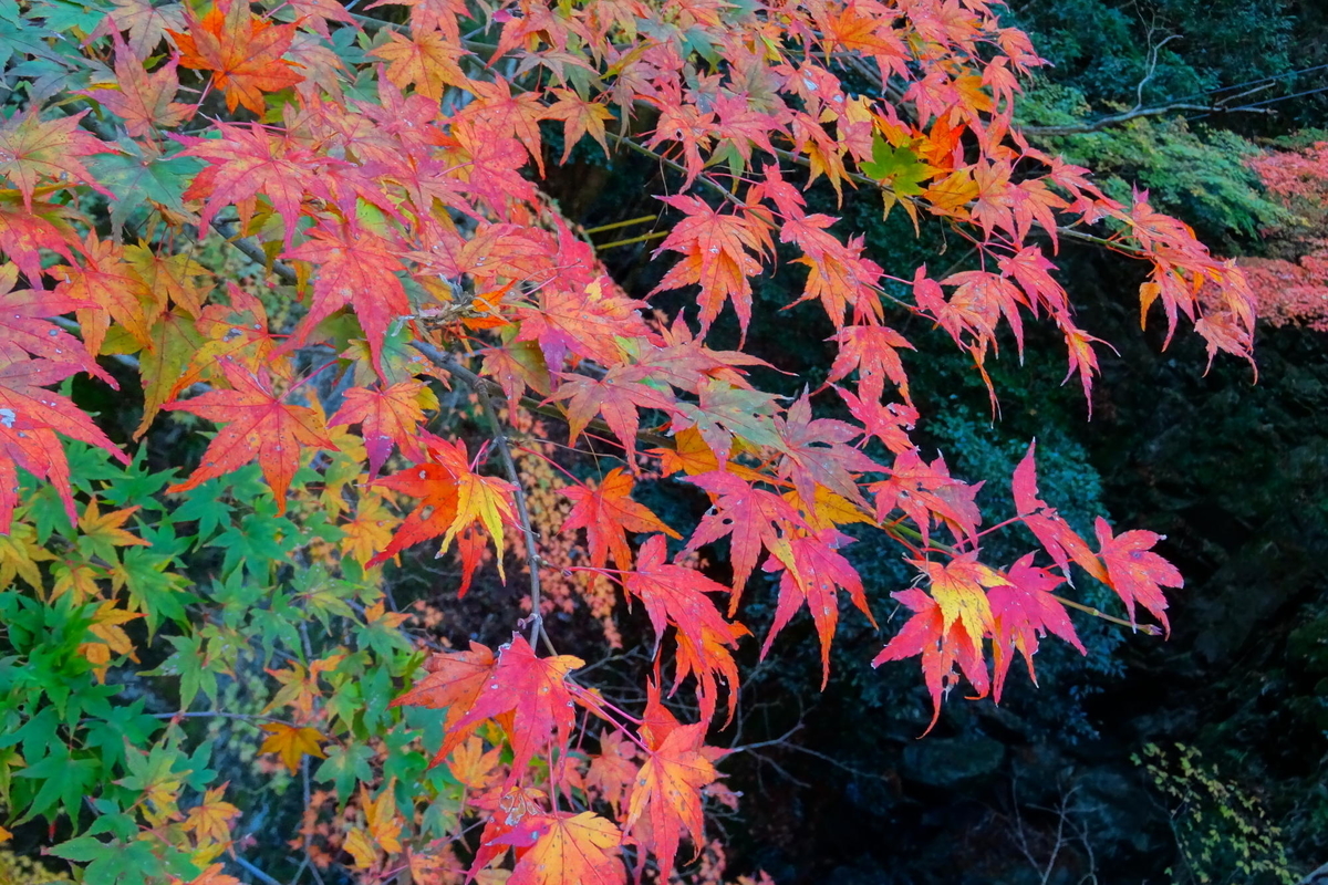 f:id:gan_jiro:20191201121010j:plain f:id:gan_jiro:20191201121010j:plain