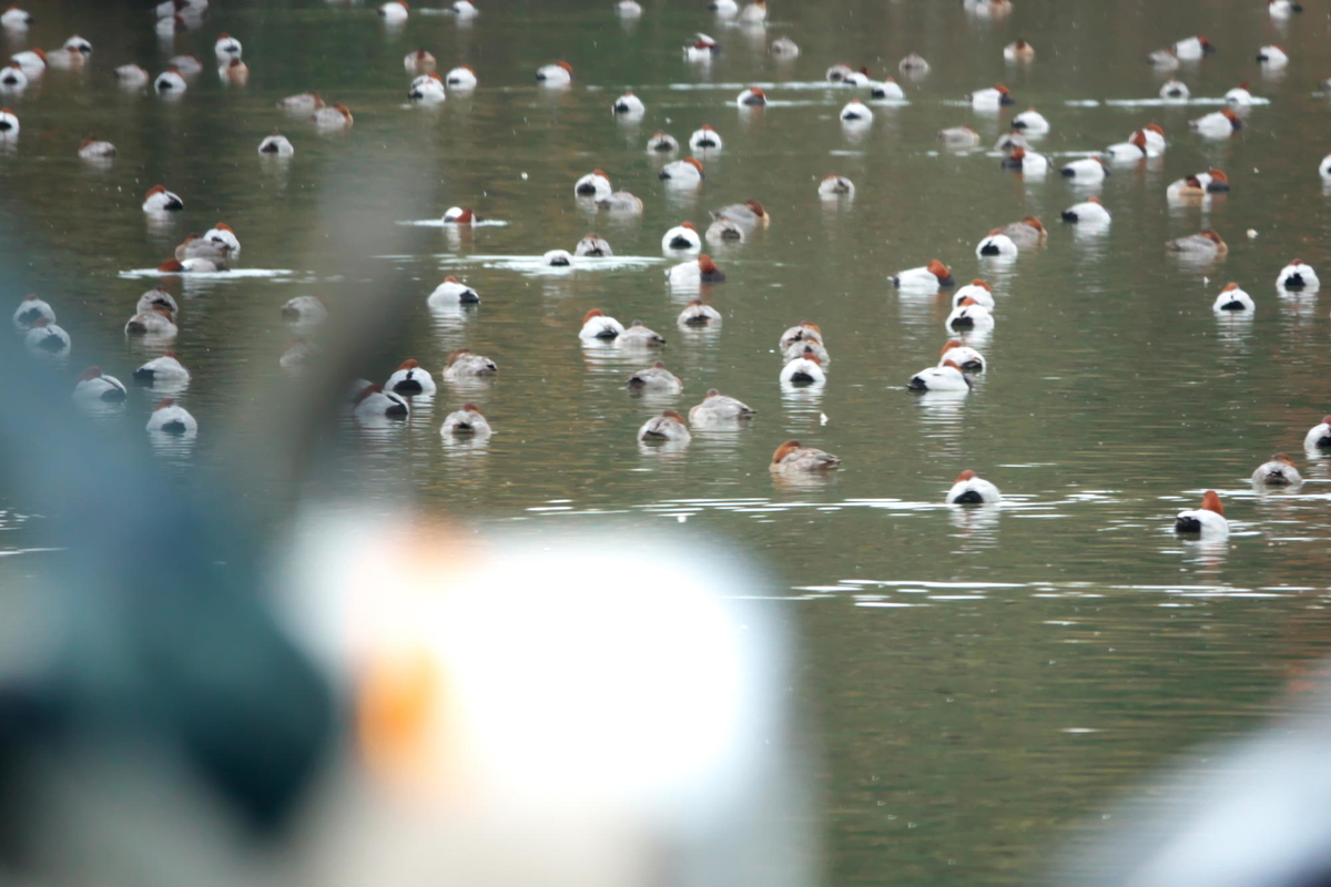 f:id:gan_jiro:20191207104540j:plain