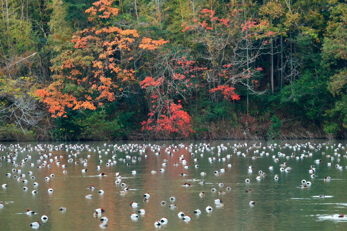 f:id:gan_jiro:20191207104744j:plain