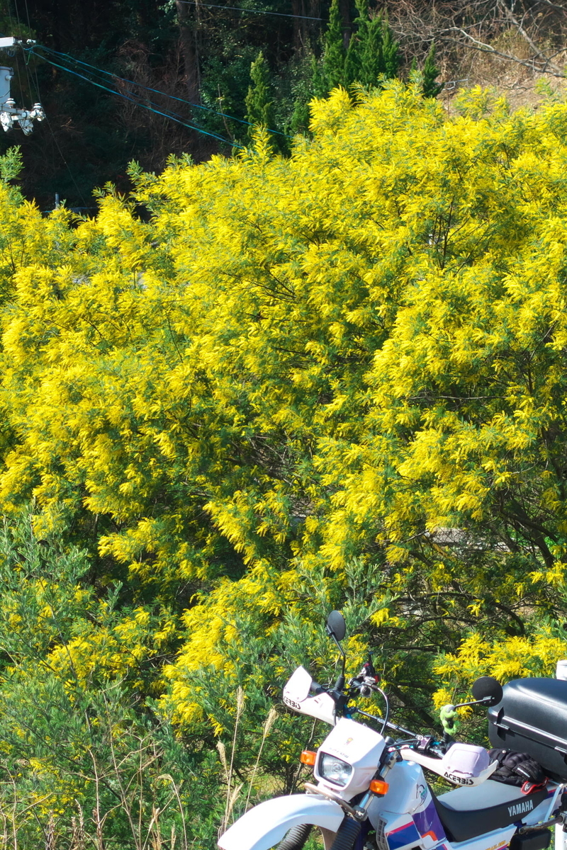 f:id:gan_jiro:20200307225511j:plain