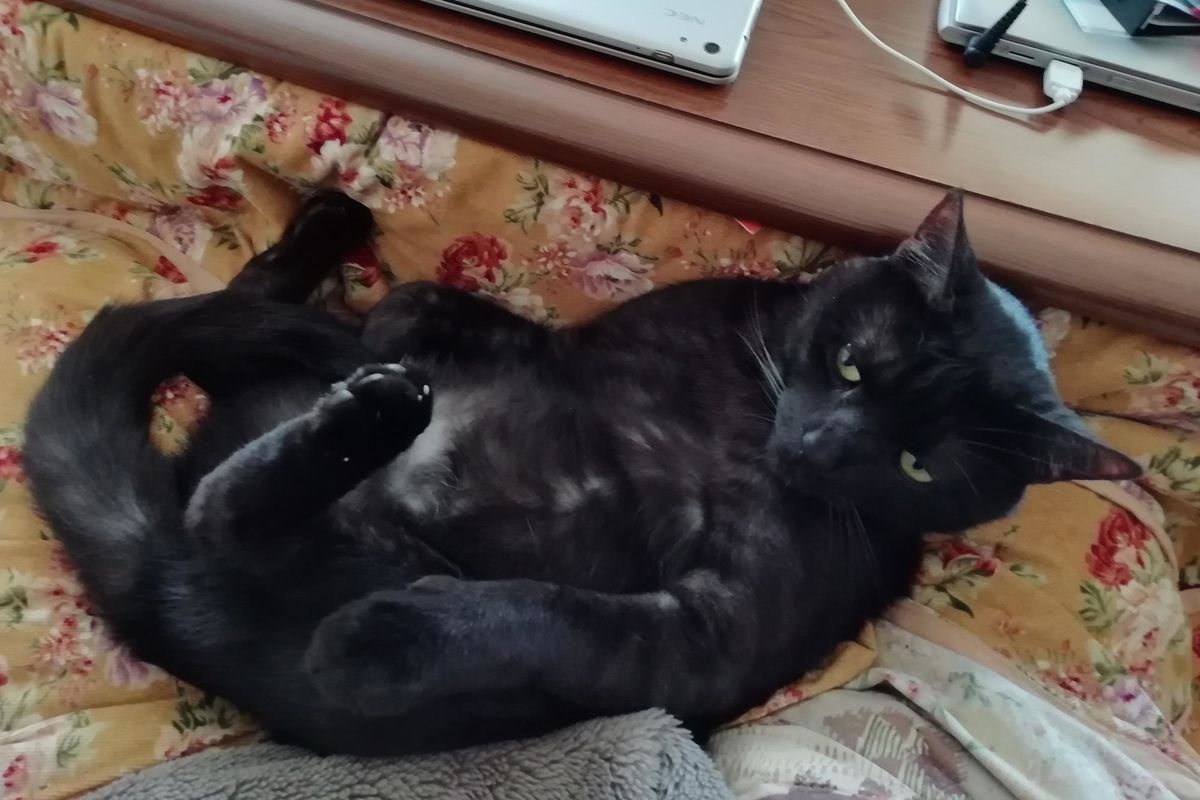 f:id:gan_jiro:20200409122842j:plain f:id:gan_jiro:20200409122842j:plain