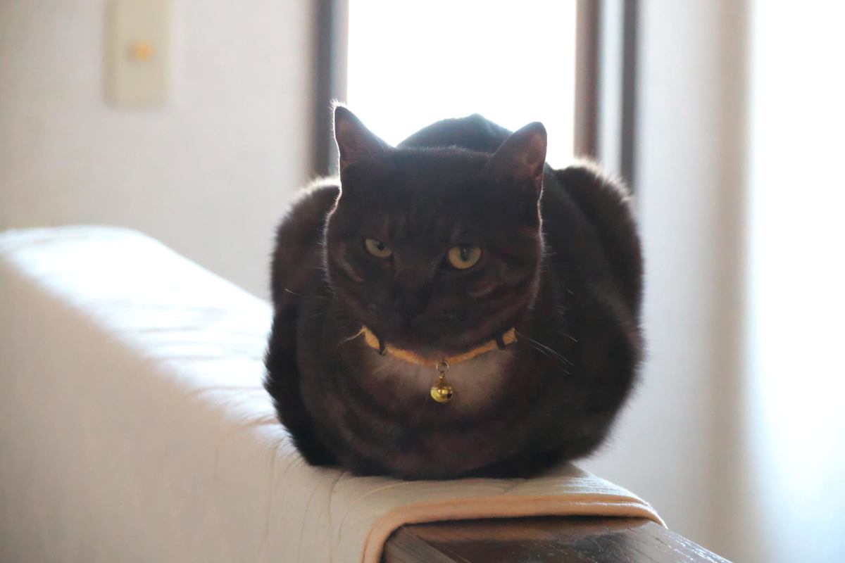 f:id:gan_jiro:20200411083703j:plain f:id:gan_jiro:20200411083703j:plain