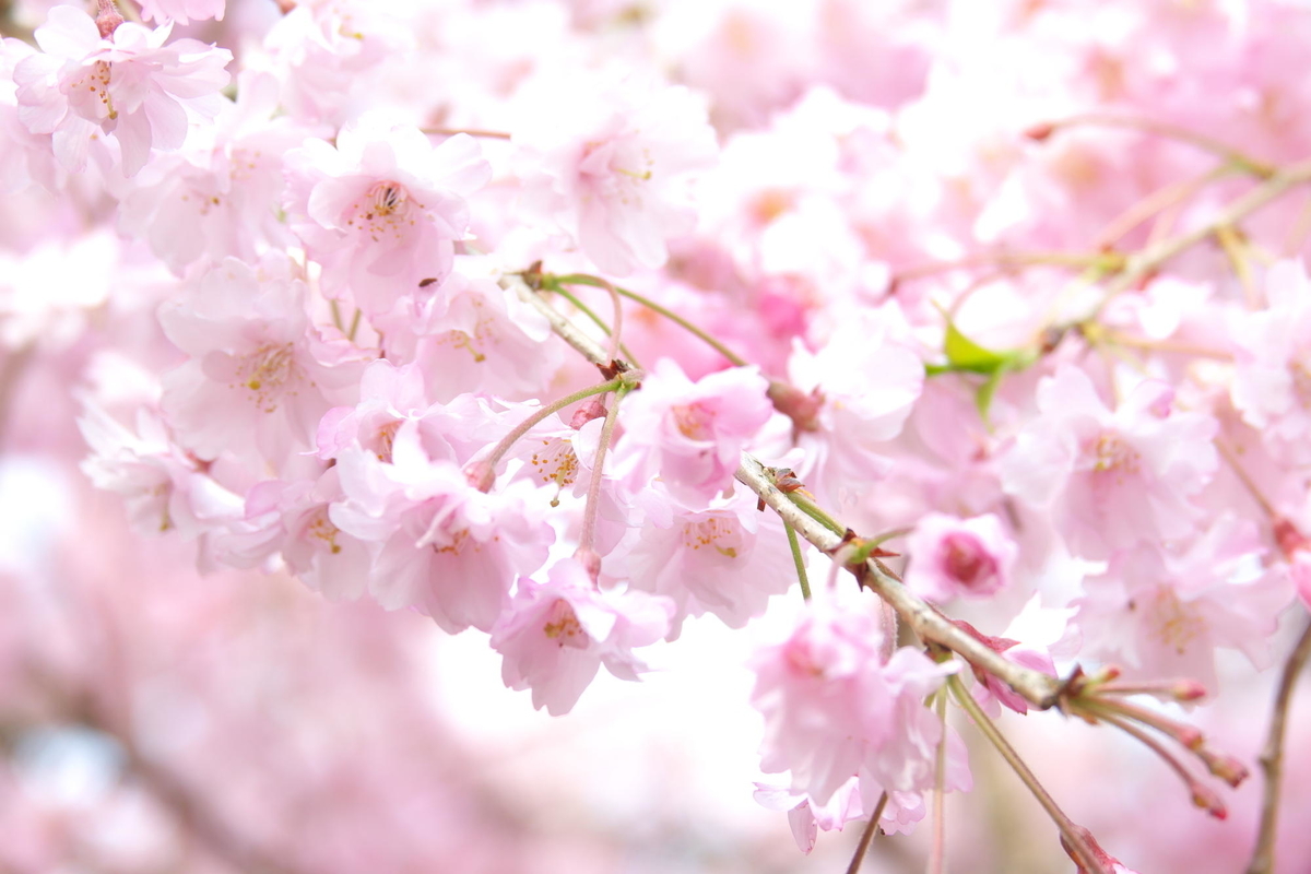 f:id:gan_jiro:20200411100645j:plain f:id:gan_jiro:20200411100645j:plain