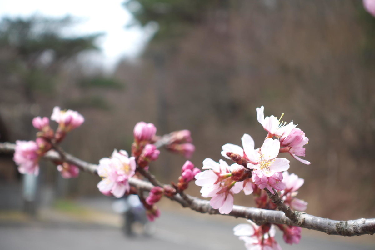 f:id:gan_jiro:20200411122209j:plain f:id:gan_jiro:20200411122209j:plain