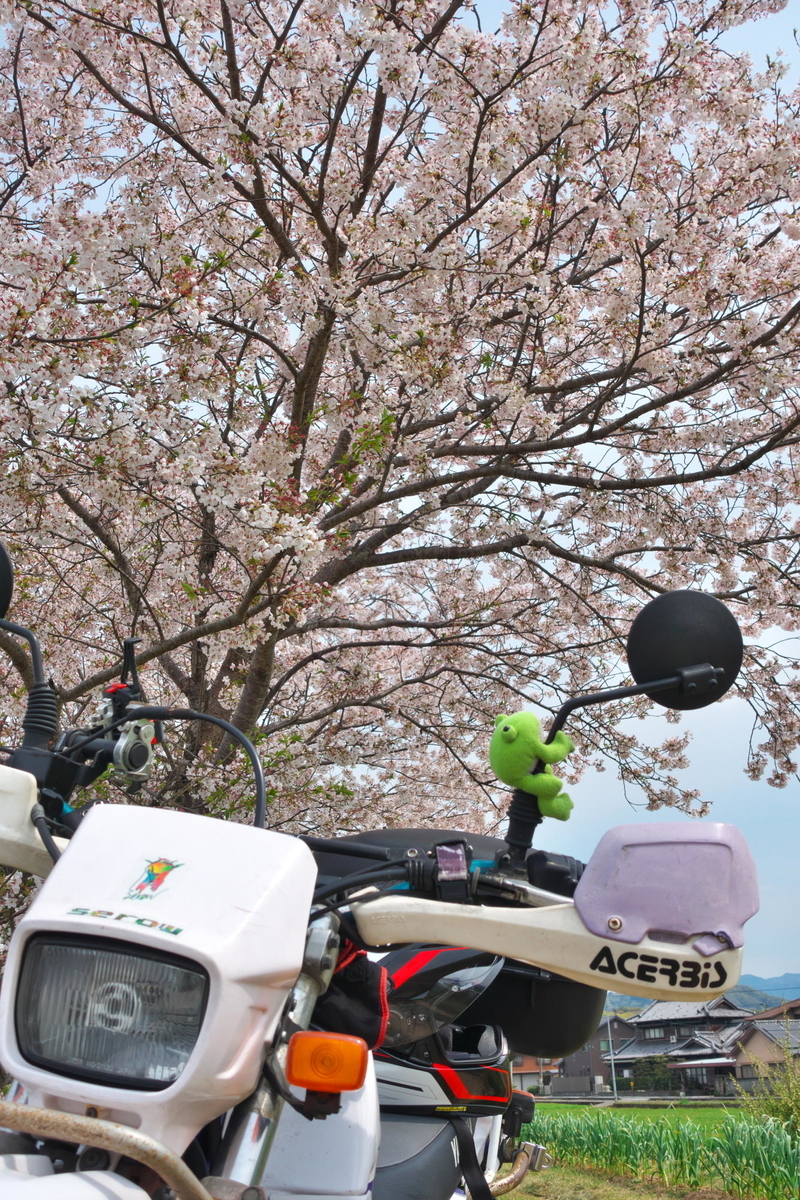 f:id:gan_jiro:20200411133728j:plain f:id:gan_jiro:20200411133728j:plain