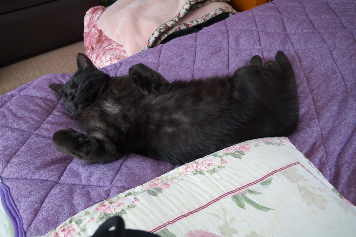 f:id:gan_jiro:20200524132154j:plain