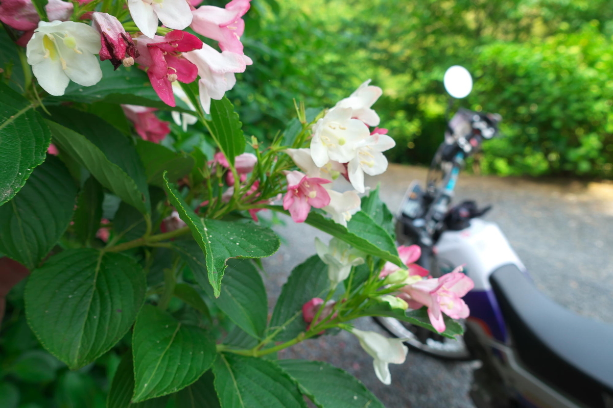 f:id:gan_jiro:20200530100633j:plain