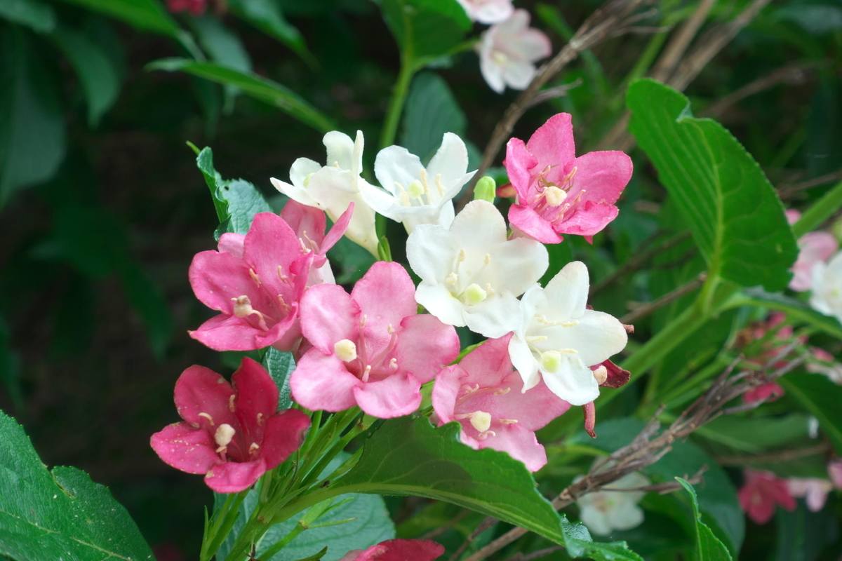 f:id:gan_jiro:20200530100818j:plain