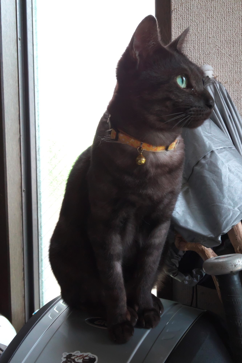 f:id:gan_jiro:20200530125059j:plain