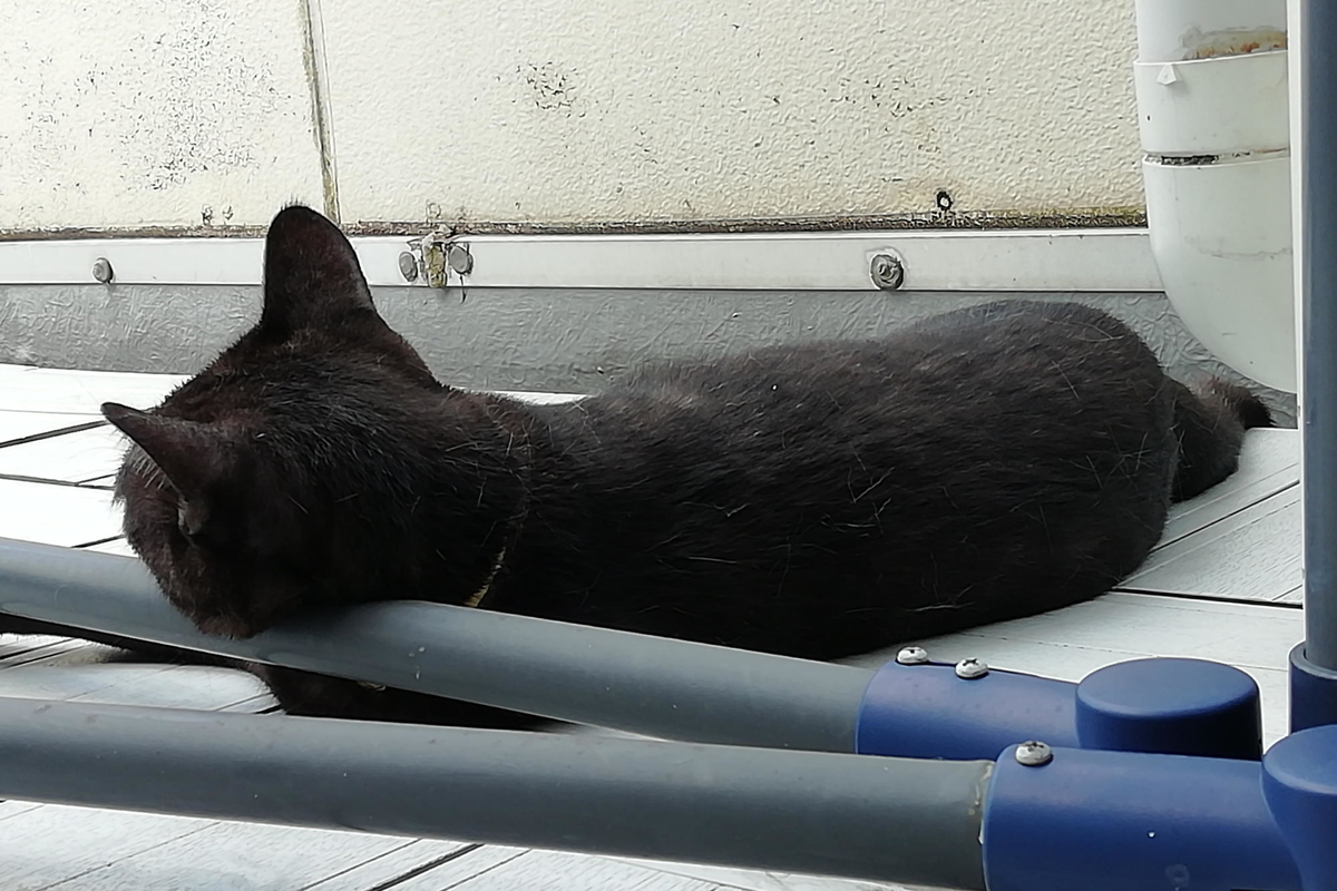 f:id:gan_jiro:20200705101400j:plain f:id:gan_jiro:20200705101400j:plain