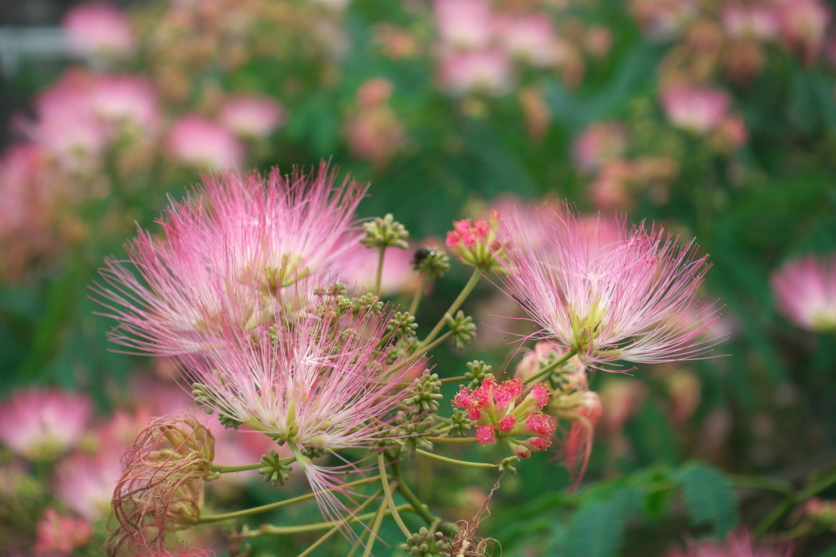 f:id:gan_jiro:20200705153433j:plain f:id:gan_jiro:20200705153433j:plain