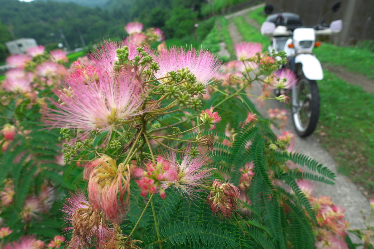 f:id:gan_jiro:20200705153614j:plain f:id:gan_jiro:20200705153614j:plain