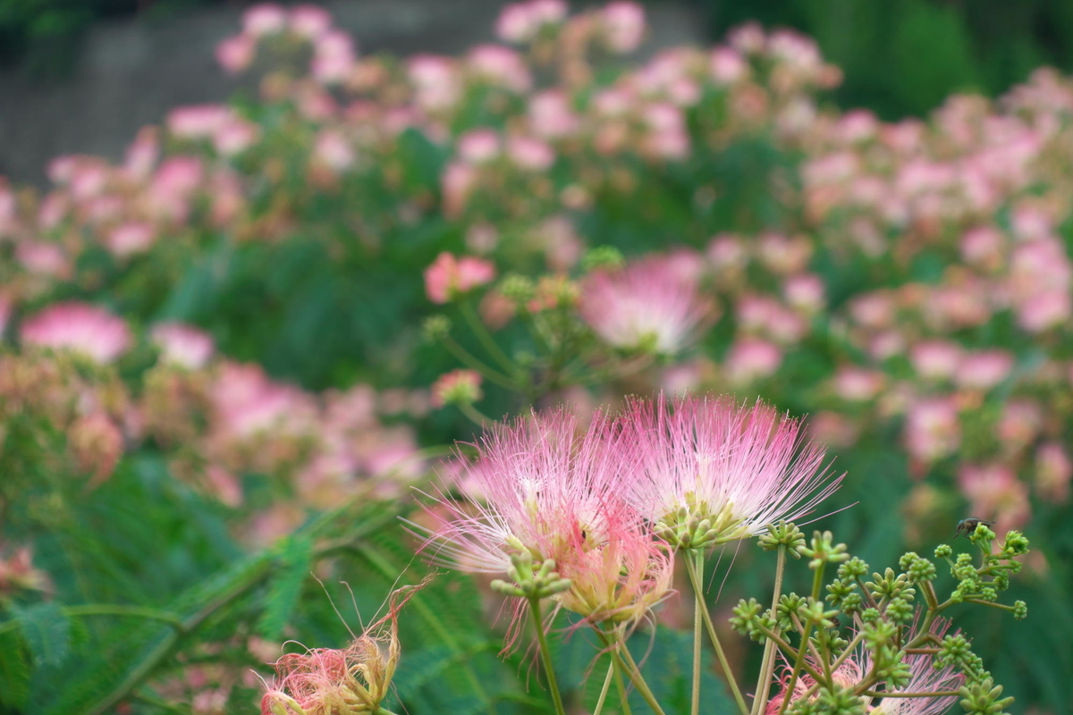 f:id:gan_jiro:20200705153911j:plain f:id:gan_jiro:20200705153911j:plain