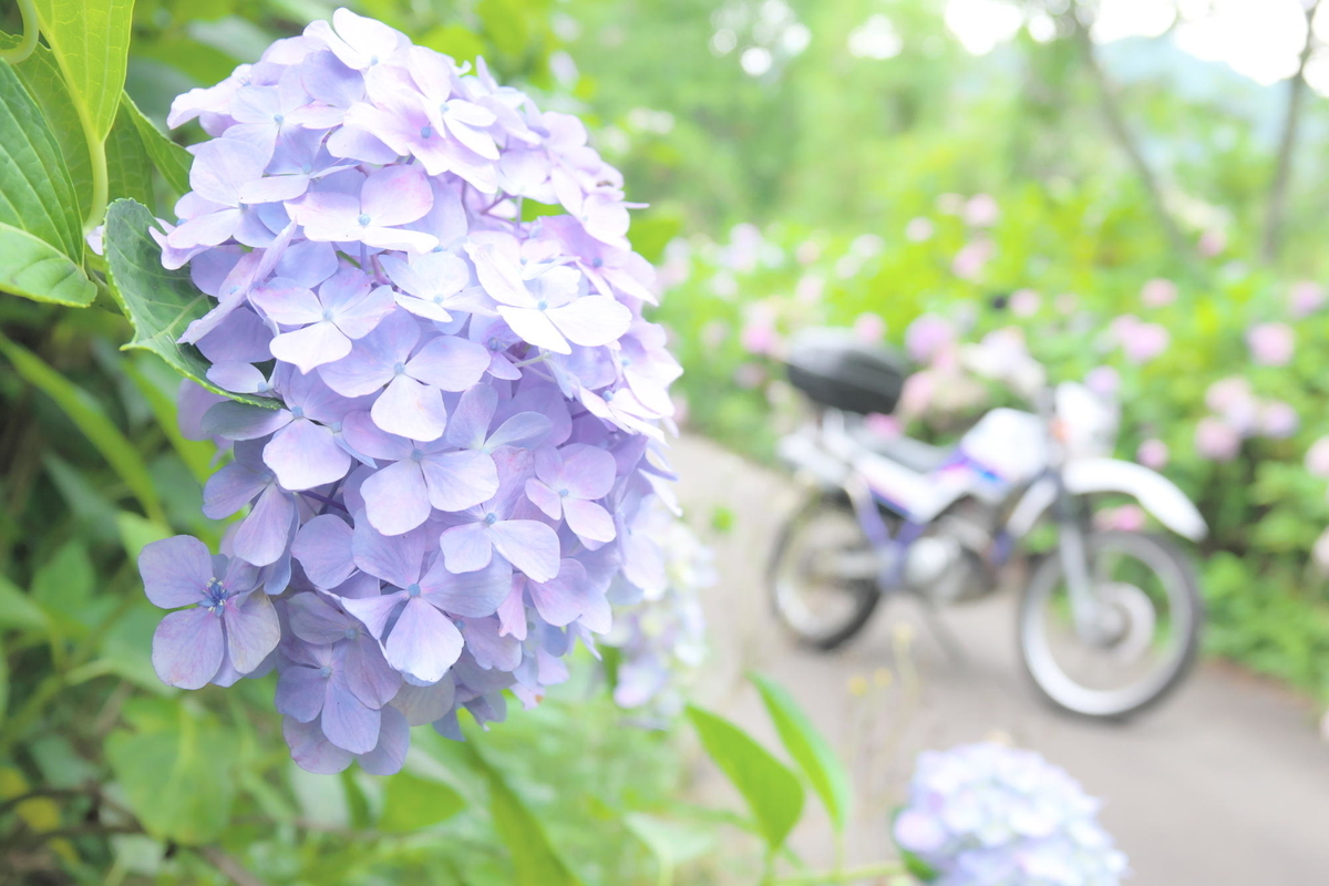 f:id:gan_jiro:20200705154729j:plain f:id:gan_jiro:20200705154729j:plain