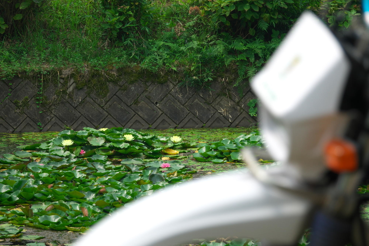 f:id:gan_jiro:20200808102355j:plain f:id:gan_jiro:20200808102355j:plain