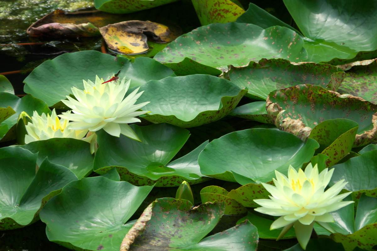 f:id:gan_jiro:20200808102626j:plain f:id:gan_jiro:20200808102626j:plain