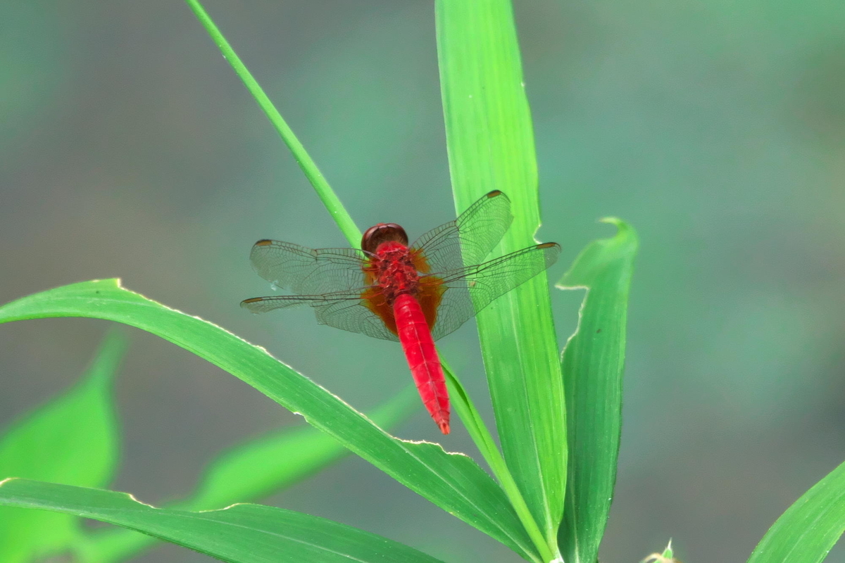 f:id:gan_jiro:20200808102936j:plain f:id:gan_jiro:20200808102936j:plain