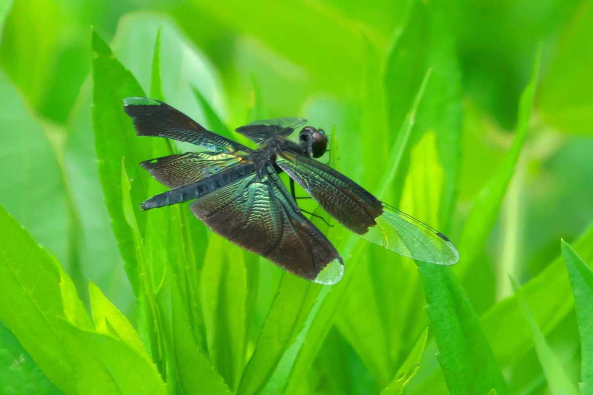 f:id:gan_jiro:20200808103000j:plain f:id:gan_jiro:20200808103000j:plain