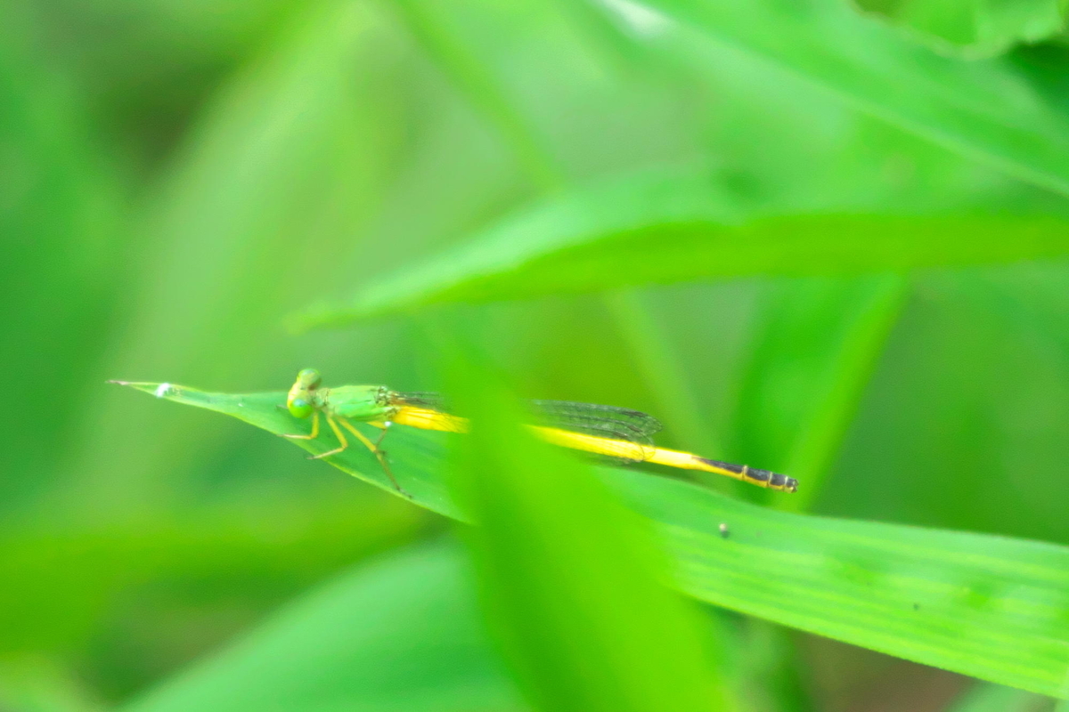 f:id:gan_jiro:20200808103016j:plain f:id:gan_jiro:20200808103016j:plain