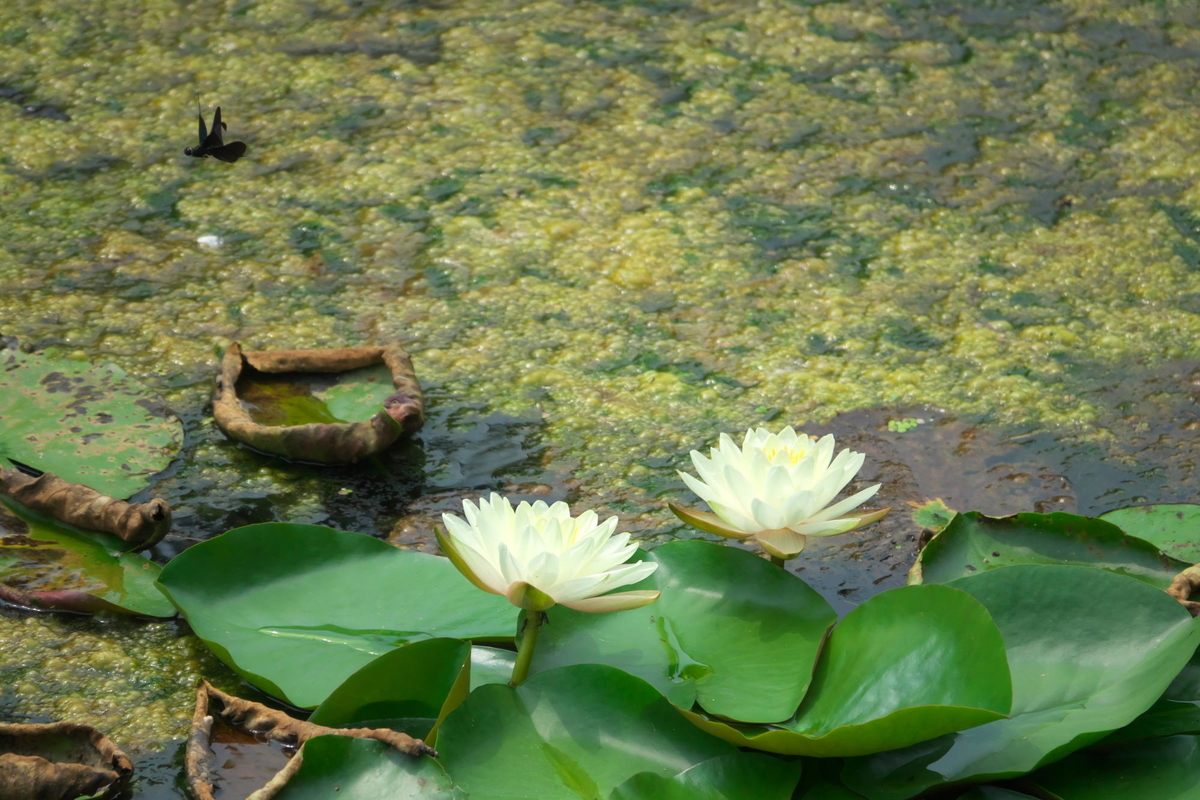 f:id:gan_jiro:20200808103159j:plain f:id:gan_jiro:20200808103159j:plain