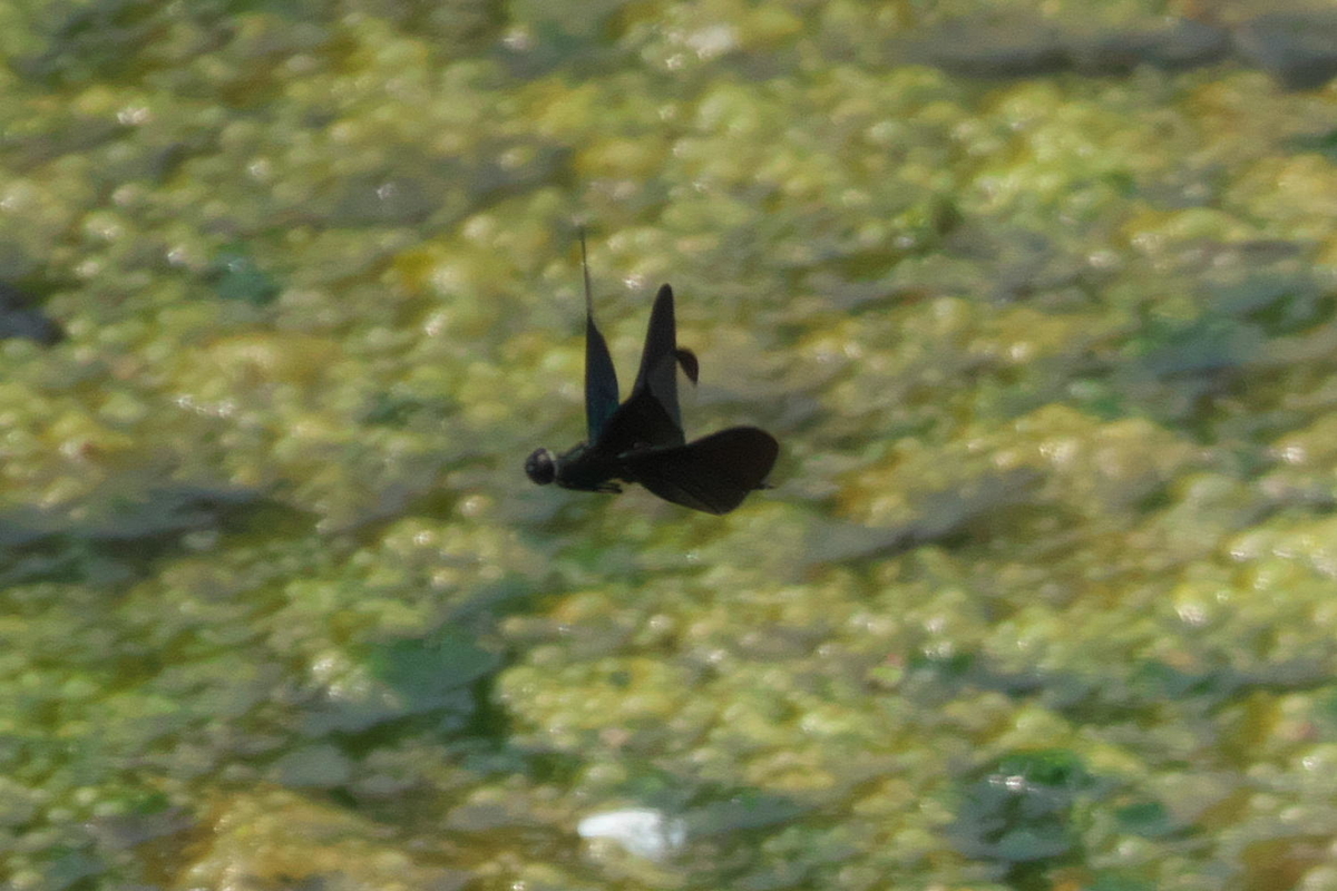 f:id:gan_jiro:20200808103200j:plain f:id:gan_jiro:20200808103200j:plain