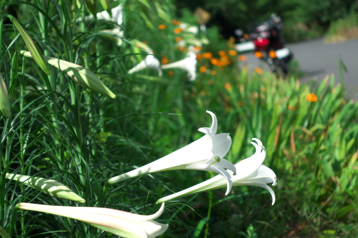 f:id:gan_jiro:20200810091615j:plain