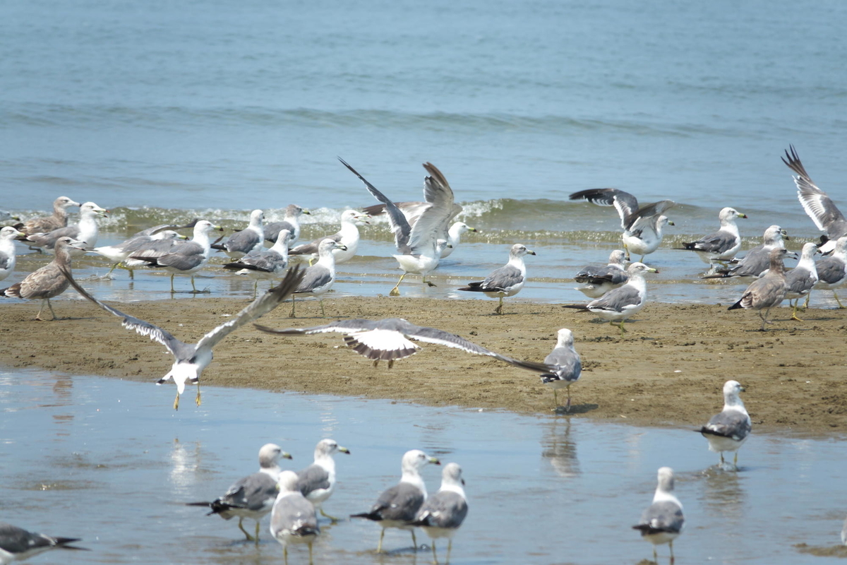 f:id:gan_jiro:20200822104706j:plain