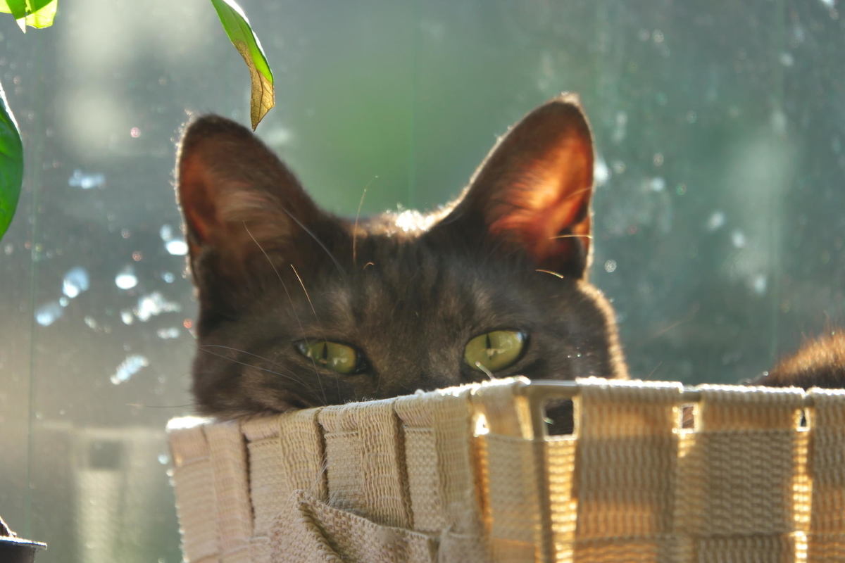 f:id:gan_jiro:20201205144733j:plain