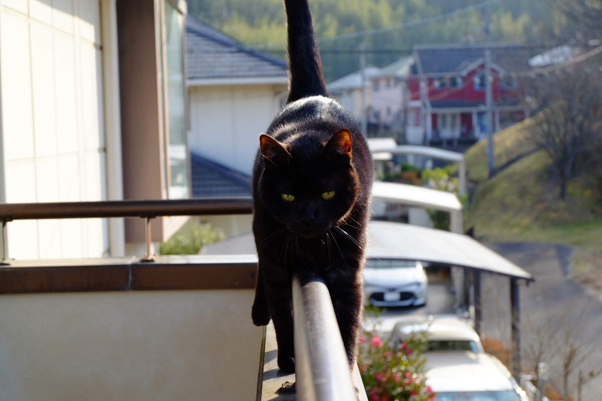 f:id:gan_jiro:20210207100920j:plain