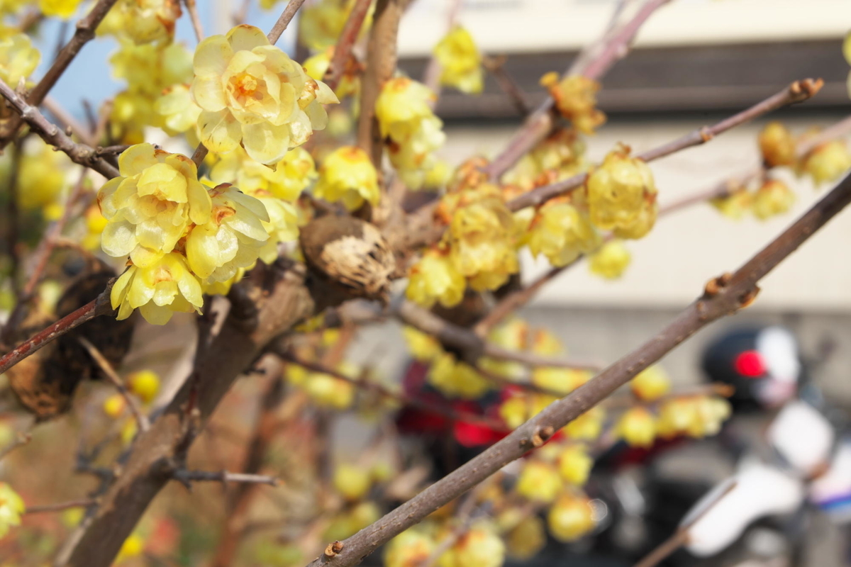 f:id:gan_jiro:20210207152239j:plain