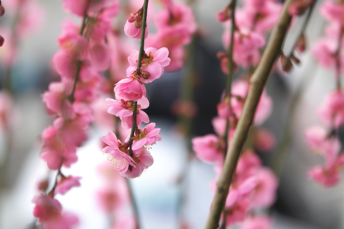 f:id:gan_jiro:20210223095307j:plain