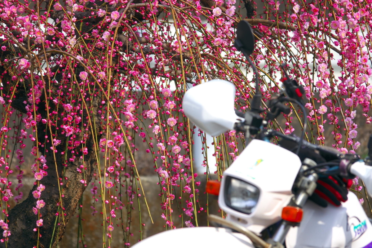 f:id:gan_jiro:20210223095525j:plain