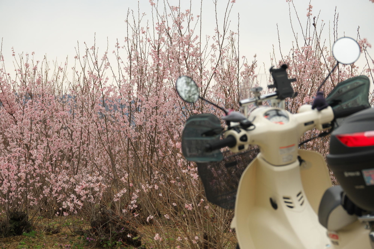 f:id:gan_jiro:20210307160151j:plain