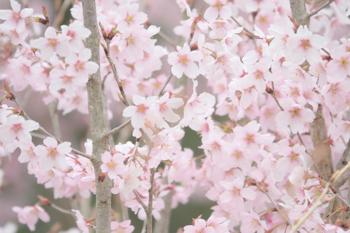 f:id:gan_jiro:20210307160321j:plain