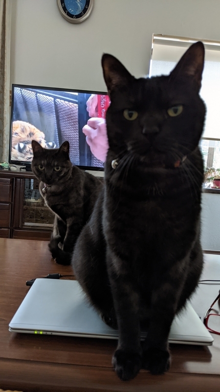 f:id:gan_jiro:20210307195805j:plain