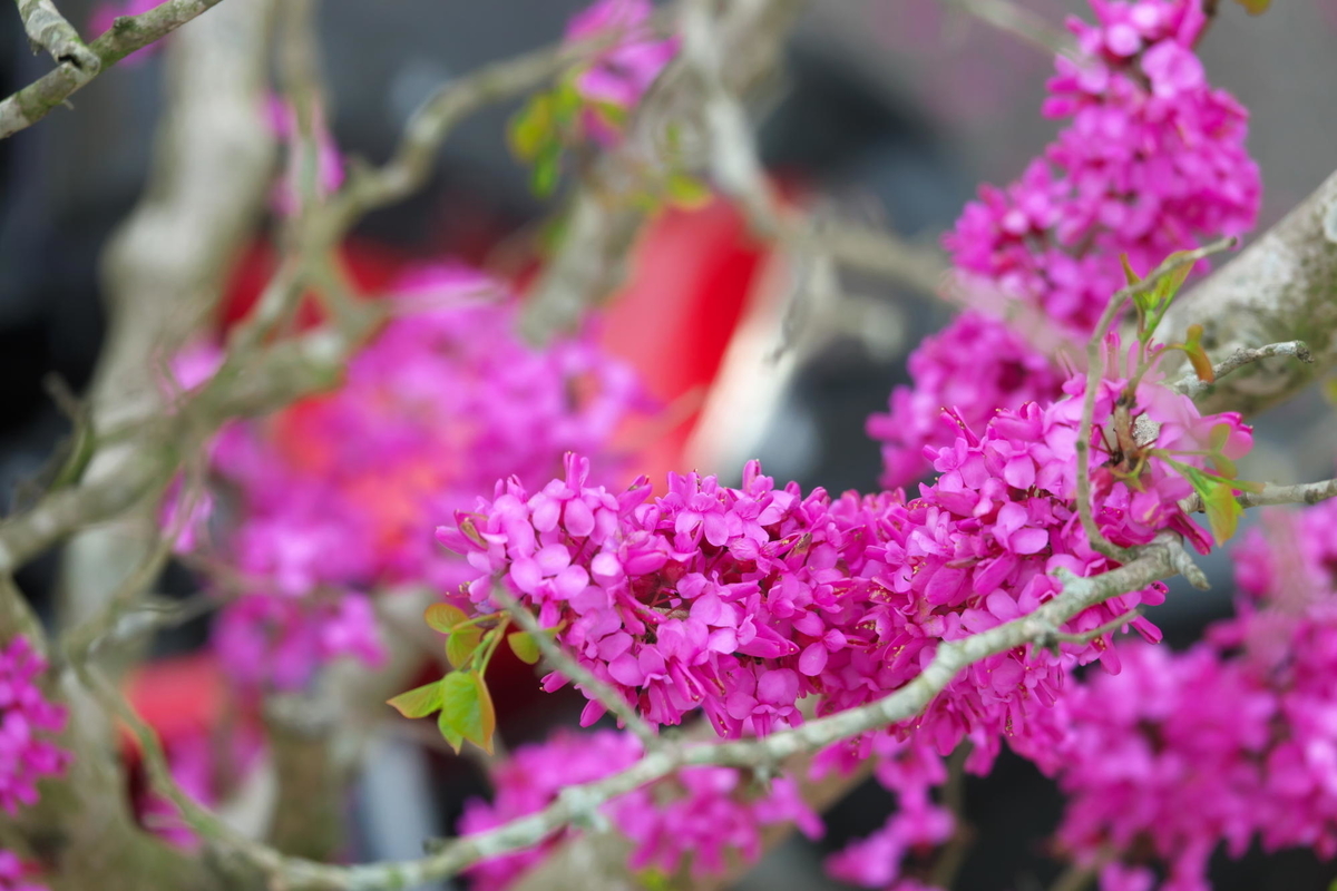 f:id:gan_jiro:20210404081402j:plain